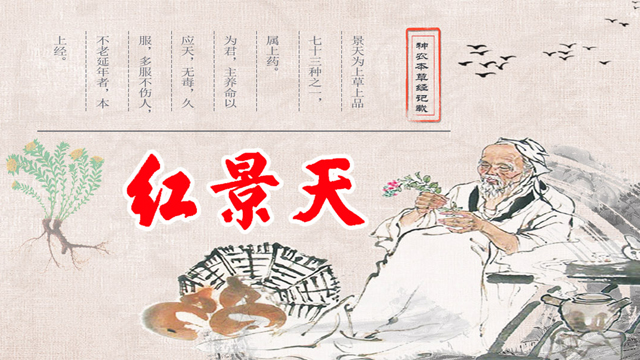 医学典籍介绍红景天WAP